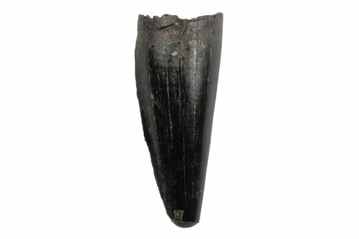 Cretaceous Boreal Crocodile Tooth - Hell Creek Formation #218541